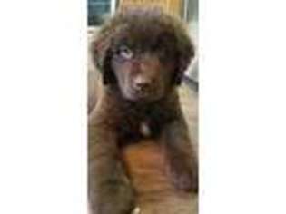 Newfoundland Puppy for sale in Otisville, MI, USA