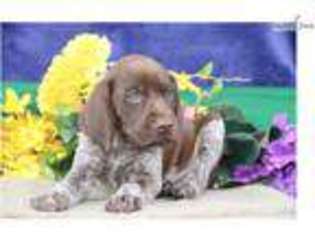 German Shorthaired Pointer Puppy for sale in Harrisburg, PA, USA