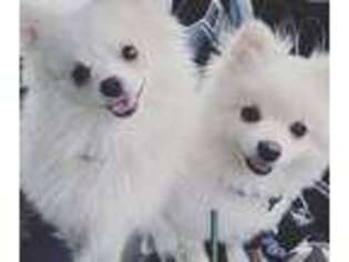 Pomeranian Puppy for sale in Wilmington, NC, USA
