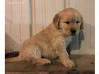 Golden Retriever Puppy for sale in Leighton, IA, USA
