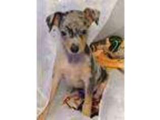 Miniature Pinscher Puppy for sale in Texarkana, AR, USA