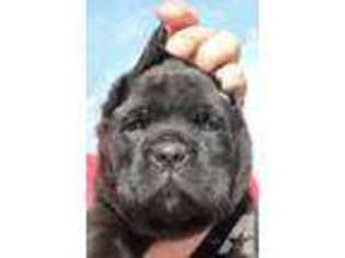 Cane Corso Puppy for sale in STRONGHURST, IL, USA