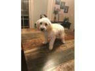 Goldendoodle Puppy for sale in Ames, IA, USA