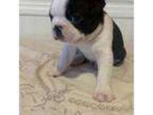 Boston Terrier Puppy for sale in Corry, PA, USA