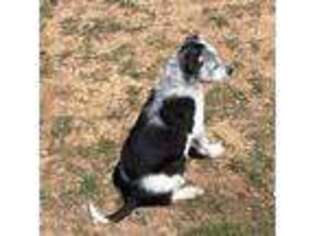 Border Collie Puppy for sale in Bedford, KY, USA