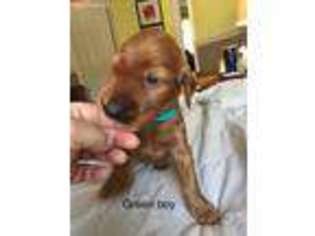 Irish Setter Puppy for sale in Fort Walton Beach, FL, USA