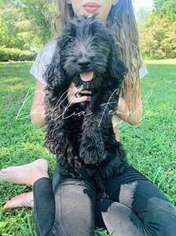 Goldendoodle Puppy for sale in Fort Mill, SC, USA
