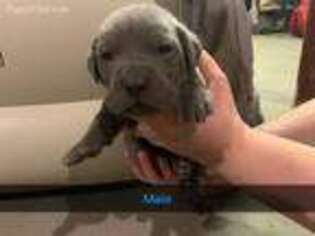 Cane Corso Puppy for sale in Spotsylvania, VA, USA