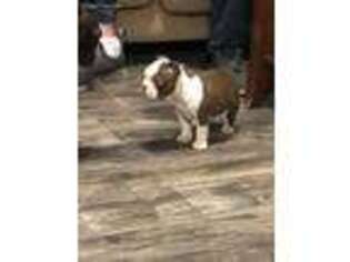 Boston Terrier Puppy for sale in Aberdeen, MD, USA