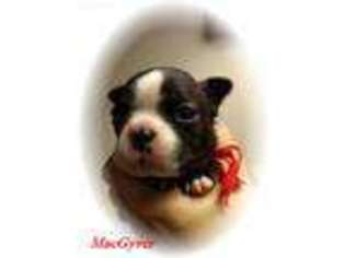 Boston Terrier Puppy for sale in Amston, CT, USA