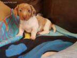 Dachshund Puppy for sale in Breaux Bridge, LA, USA