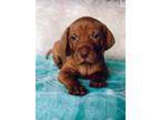 Vizsla Puppy for sale in Clarion, PA, USA