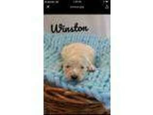 Labradoodle Puppy for sale in Big Rapids, MI, USA