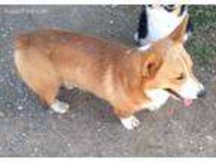 Pembroke Welsh Corgi Puppy for sale in Chelsea, OK, USA