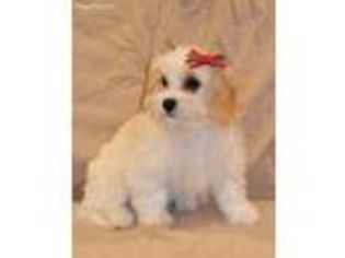 Cavachon Puppy for sale in Covington, LA, USA