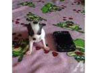 Chihuahua Puppy for sale in DUNDEE, NY, USA