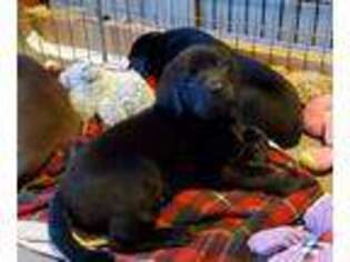 Labrador Retriever Puppy for sale in Rawlings, VA, USA