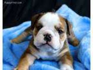 Bulldog Puppy for sale in Rockwall, TX, USA