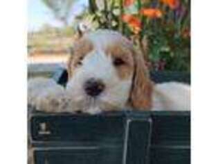 Labradoodle Puppy for sale in Galt, MO, USA