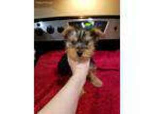 Yorkshire Terrier Puppy for sale in Woodstock, CT, USA