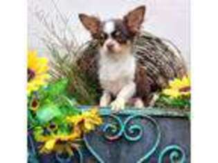 Chihuahua Puppy for sale in Pine River, WI, USA