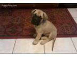 Mastiff Puppy for sale in Bybee, TN, USA