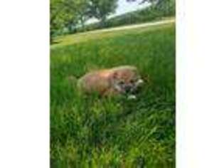 Shiba Inu Puppy for sale in New Haven, IN, USA