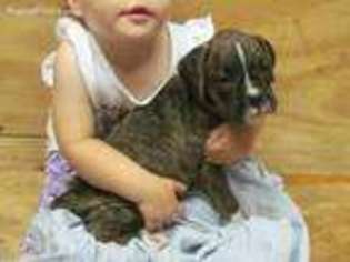Boxer Puppy for sale in Reinholds, PA, USA