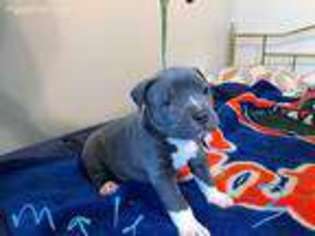 Mutt Puppy for sale in Sylvania, OH, USA
