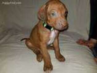Rhodesian Ridgeback Puppy for sale in Hemet, CA, USA
