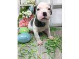American Bulldog Puppy for sale in Fort Myers, FL, USA
