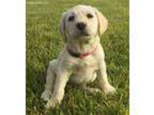 Labrador Retriever Puppy for sale in Moroni, UT, USA