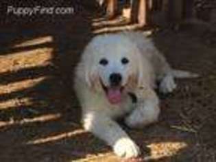 Great Pyrenees Puppy for sale in Waco, TX, USA
