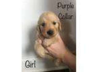 Golden Retriever Puppy for sale in Gainesville, GA, USA