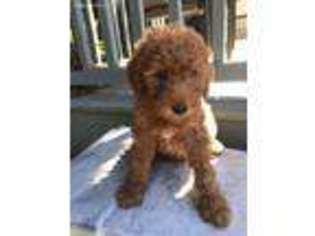 Goldendoodle Puppy for sale in Edmonds, WA, USA