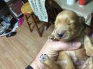 Dachshund Puppy for sale in SCROGGINS, TX, USA