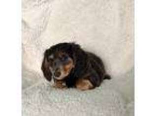 Dachshund Puppy for sale in Lake Ariel, PA, USA