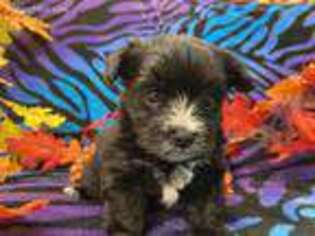 Mutt Puppy for sale in High Springs, FL, USA