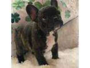 French Bulldog Puppy for sale in Nixa, MO, USA