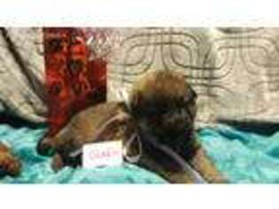 German Shepherd Dog Puppy for sale in Stoutland, MO, USA