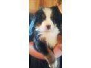 Bernese Mountain Dog Puppy for sale in Elnora, IN, USA