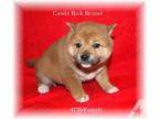 Shiba Inu Puppy for sale in BERLIN HEIGHTS, OH, USA