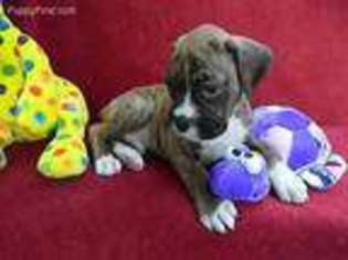 Boxer Puppy for sale in Simpsonville, SC, USA