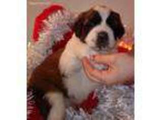 Saint Bernard Puppy for sale in Alliance, OH, USA