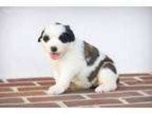 Saint Bernard Puppy for sale in Reinholds, PA, USA