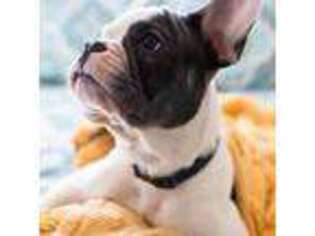 French Bulldog Puppy for sale in Hamilton, NJ, USA