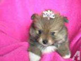 Pomeranian Puppy for sale in WOODS CROSS, UT, USA