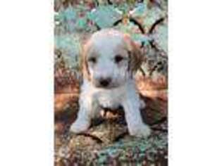 Brittany Puppy for sale in Plato, MO, USA