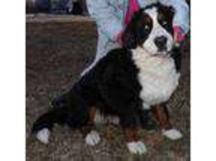Bernese Mountain Dog Puppy for sale in Colcord, OK, USA