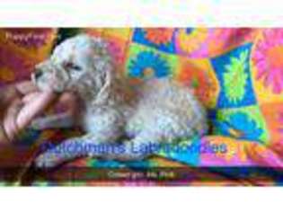 Labradoodle Puppy for sale in Vienna, IL, USA
